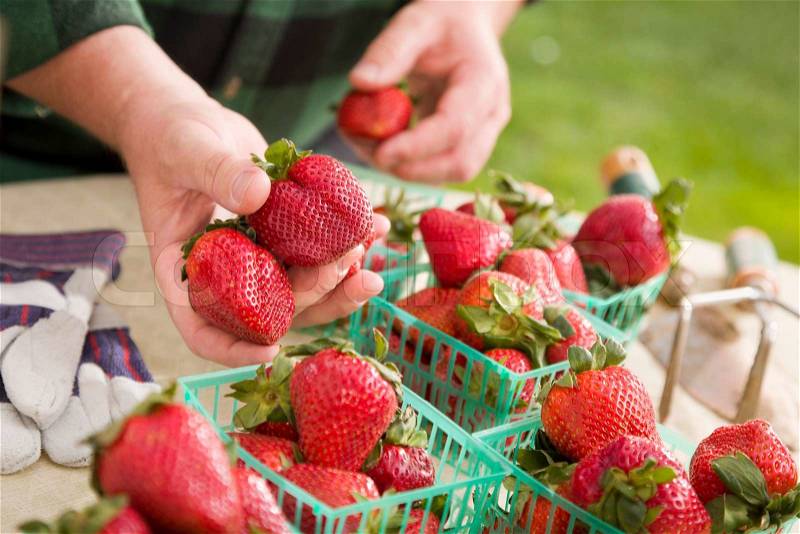 Farmer Gathering Fresh Red Strawberries in Baskets with Tools and Gloves Nearby, stock photo