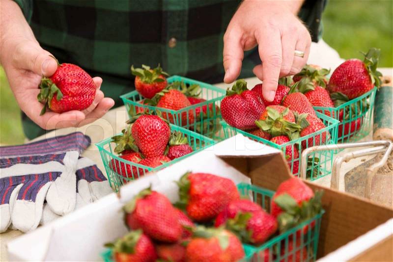 Farmer Gathering Fresh Red Strawberries in Baskets with Tools and Gloves Nearby, stock photo