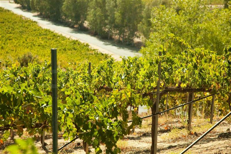 Beautiful Wine Vineyard in California, United States, stock photo