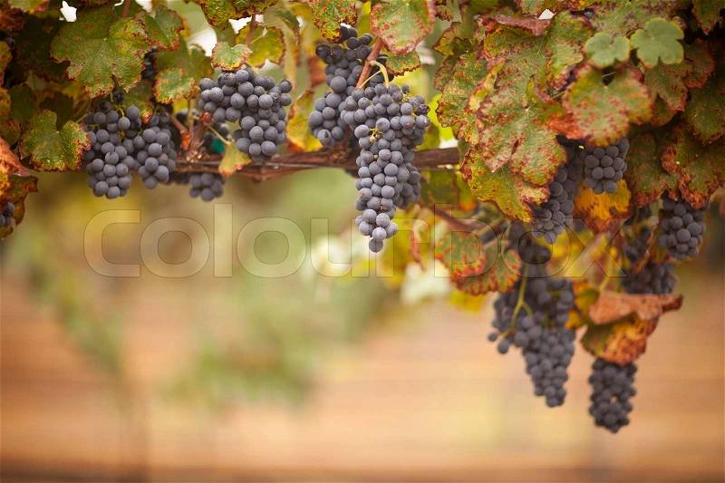 Lush, Ripe Wine Grapes on the Vine Ready for Harvest, stock photo