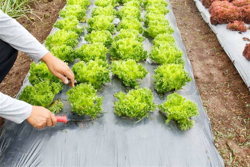 Vegetable garden ,with plastic ground cover or weed barrier, stock photo