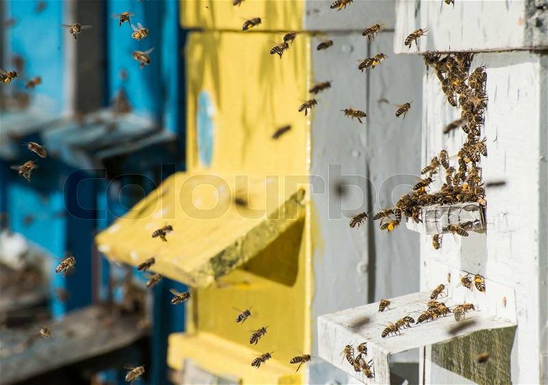 Swarm of bees fly to beehive. Sun light, stock photo