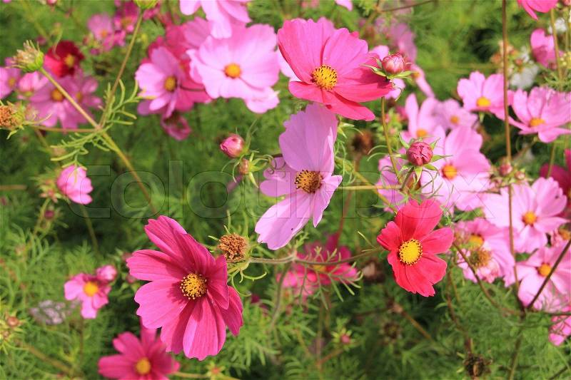 Macro, field of many pink, dark or light, blooming garden cosmos in summertime, wonderful sight, stock photo