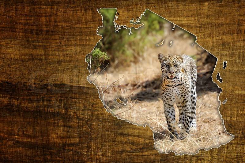 Vintage Tanzania Wildlife Map Design on papyrus with leopard, stock photo
