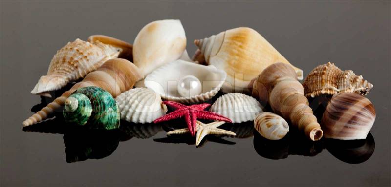Sea shells, stock photo