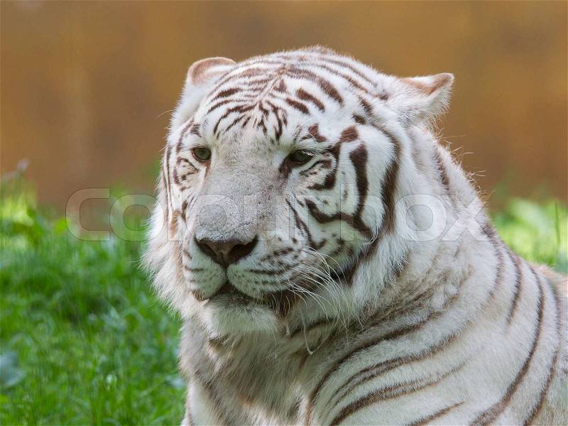 White tiger resting in it\'s natural habitat, stock photo