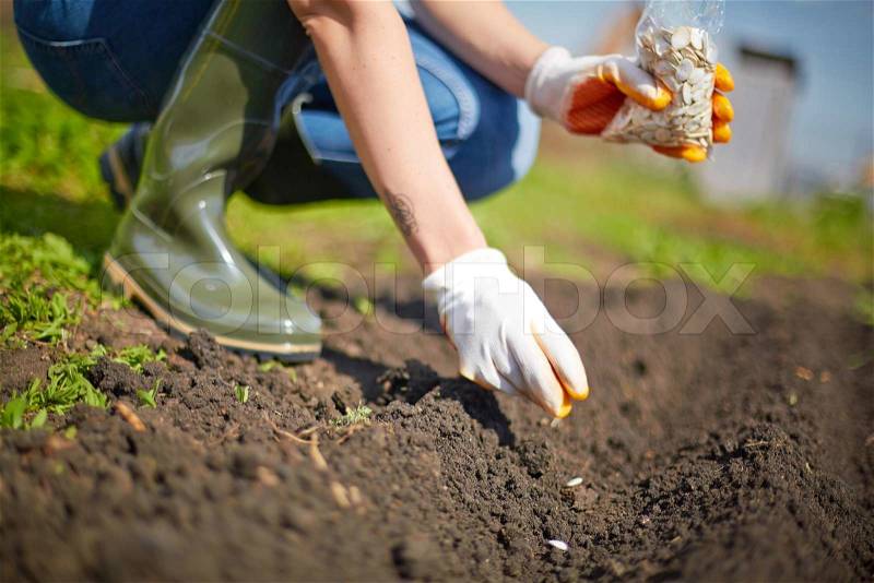 Image of female farmer sowing seed in the garden, stock photo