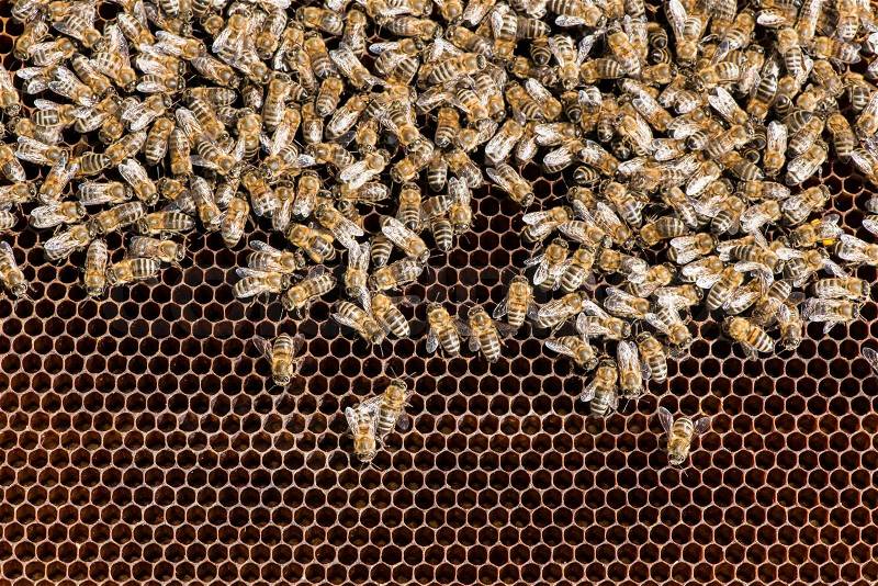 Close up honeycombs. Many bees on honeycomb, stock photo