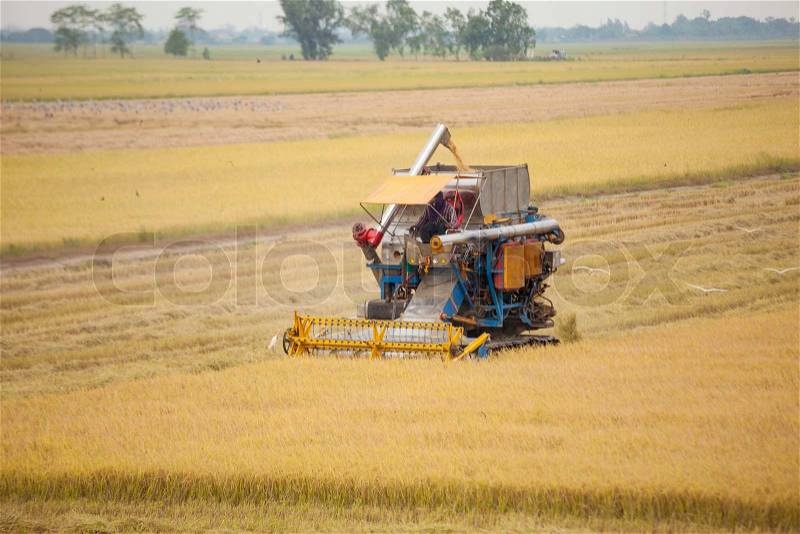 Farm worker harvesting rice with Combine machine in rice field, stock photo