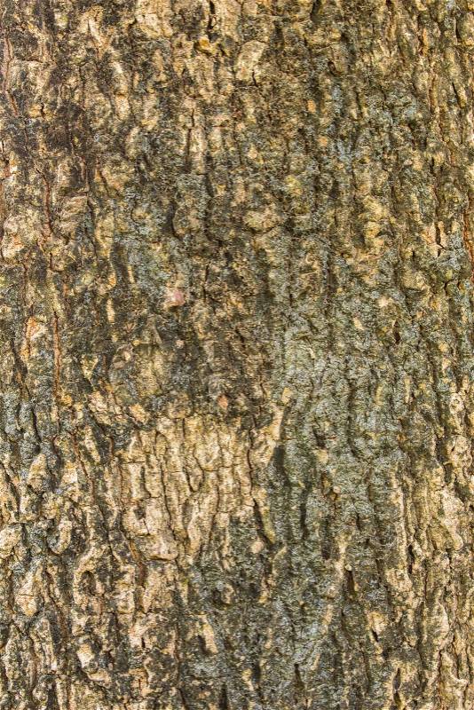 Tamarind tree bark texture, stock photo